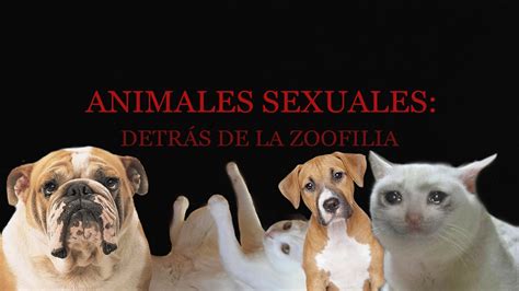 video zoofilias